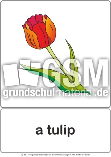 Bildkarte - tulip.pdf